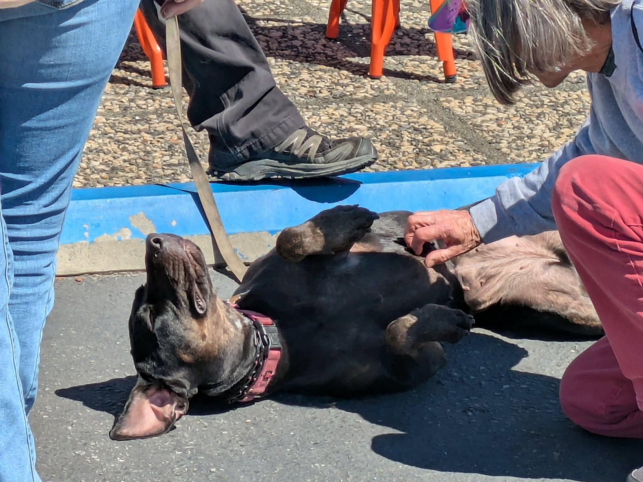 Enlarge Mia, a Adoptable mixed breed in Battle Ground, WA image 2/5