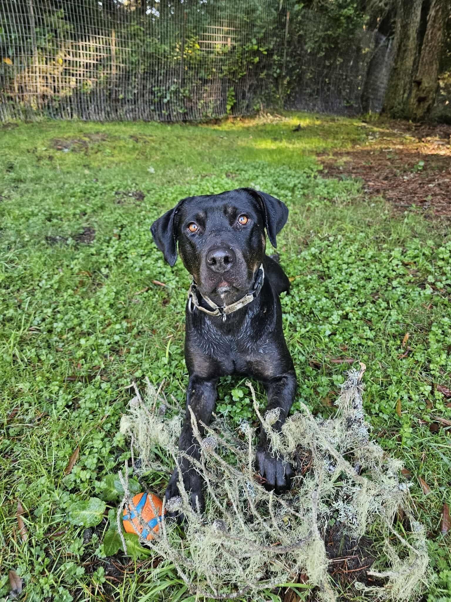 Enlarge Mia, a Adoptable mixed breed in Battle Ground, WA image 4/5