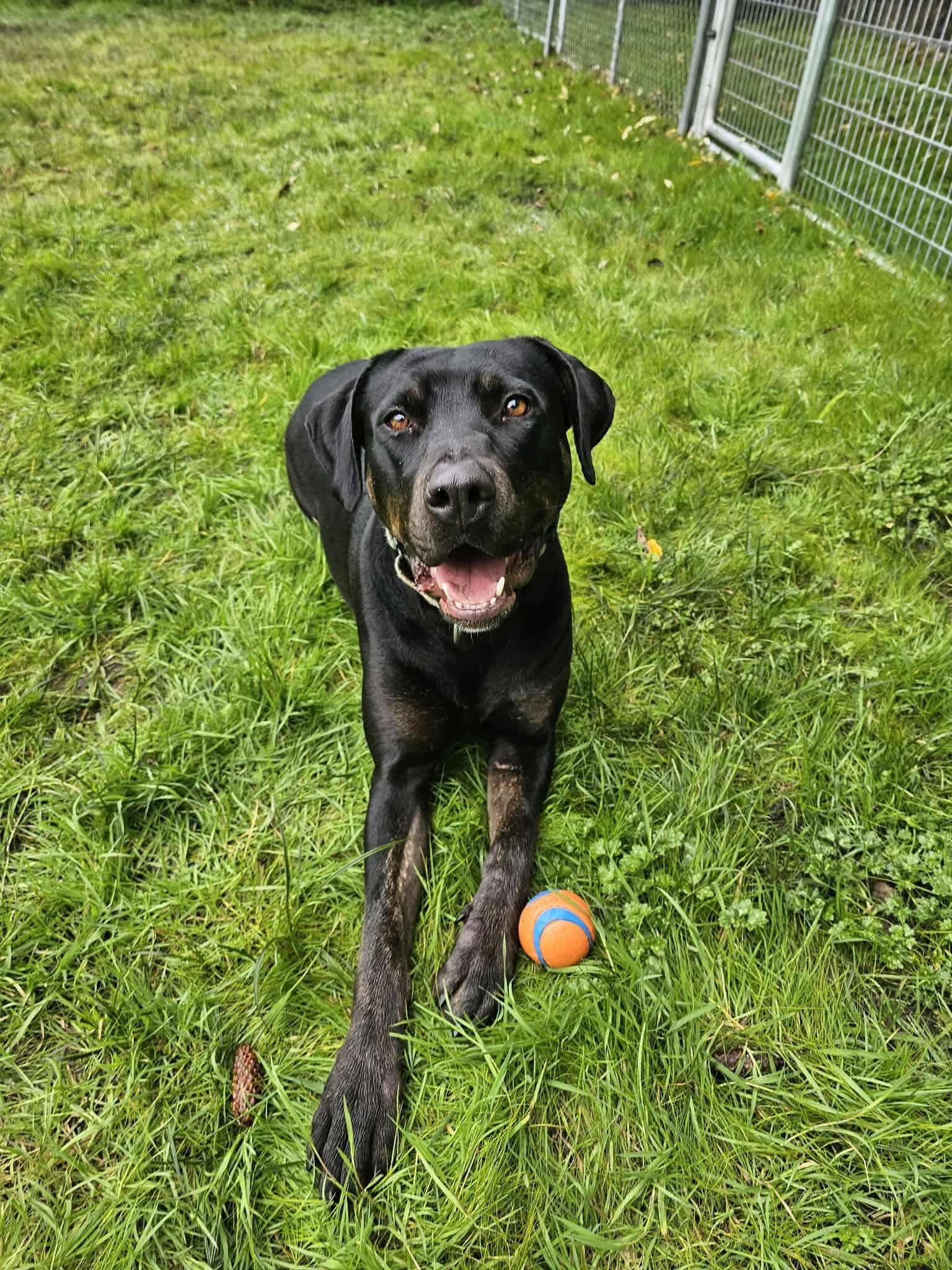 Enlarge Mia, a Adoptable mixed breed in Battle Ground, WA image 5/5