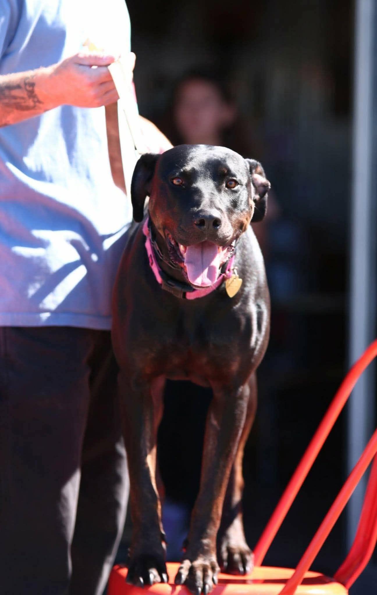 Mia, Adoptable, Young Female Doberman Pinscher.