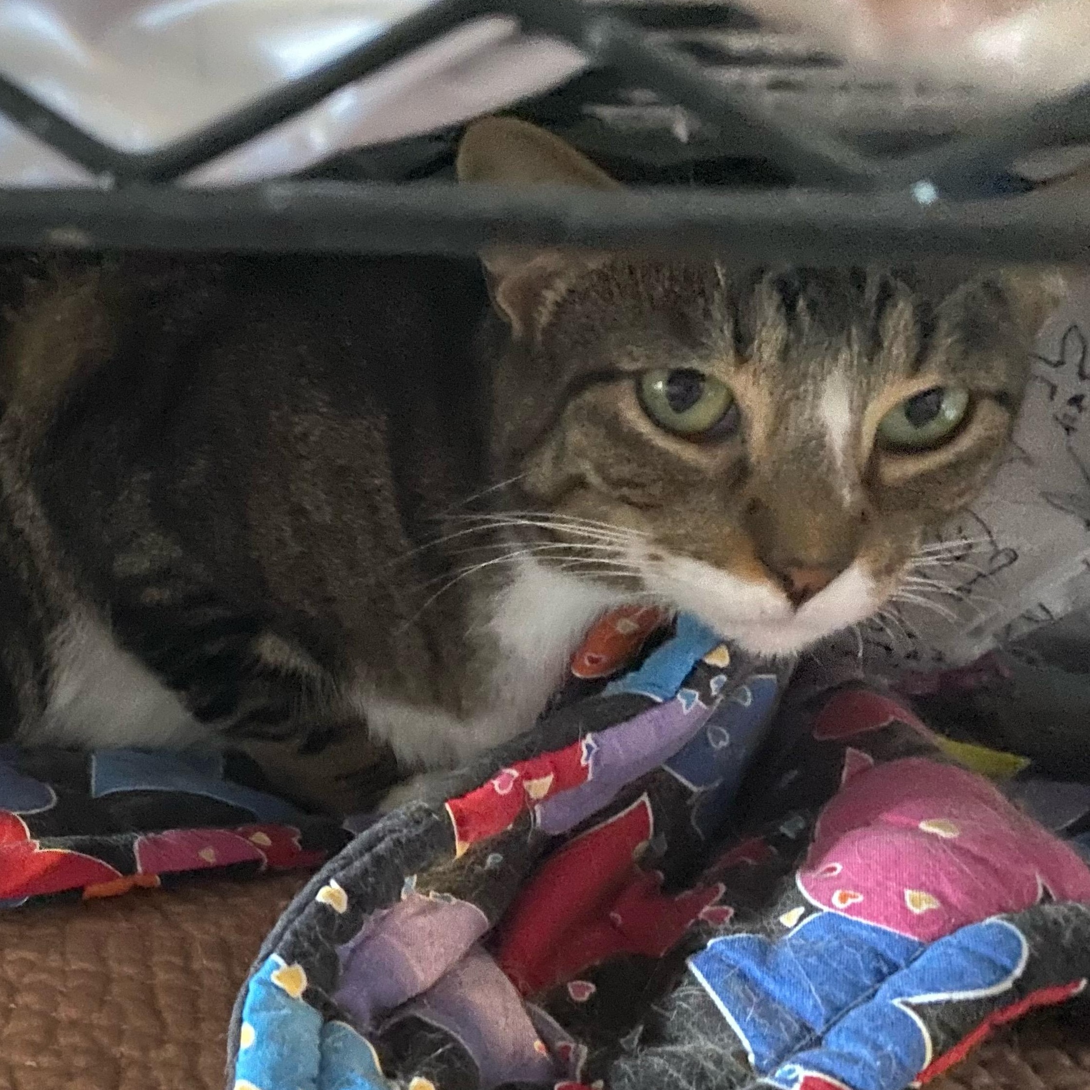 Enlarge Dill, a Adoptable Domestic Short Hair in Holly, MI image 1/1