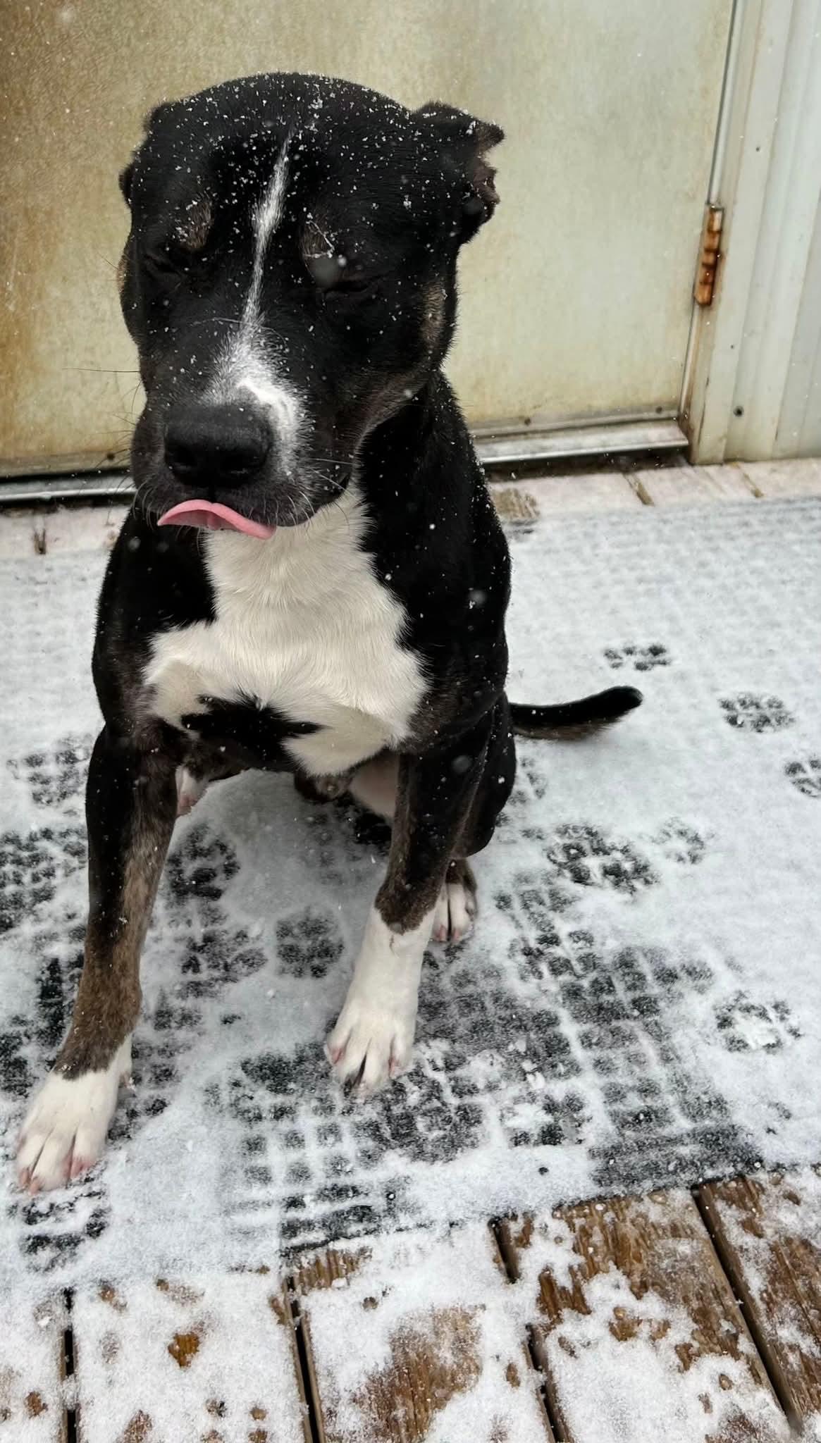 Enlarge Ripley, a ADOPTABLE mixed breed in Nashville, TN image 2/5