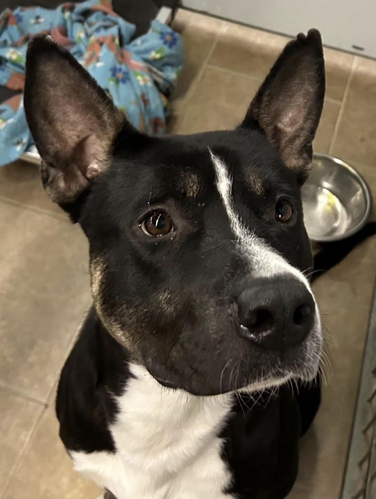 Ripley, ADOPTABLE, Young Male German Shepherd Dog.