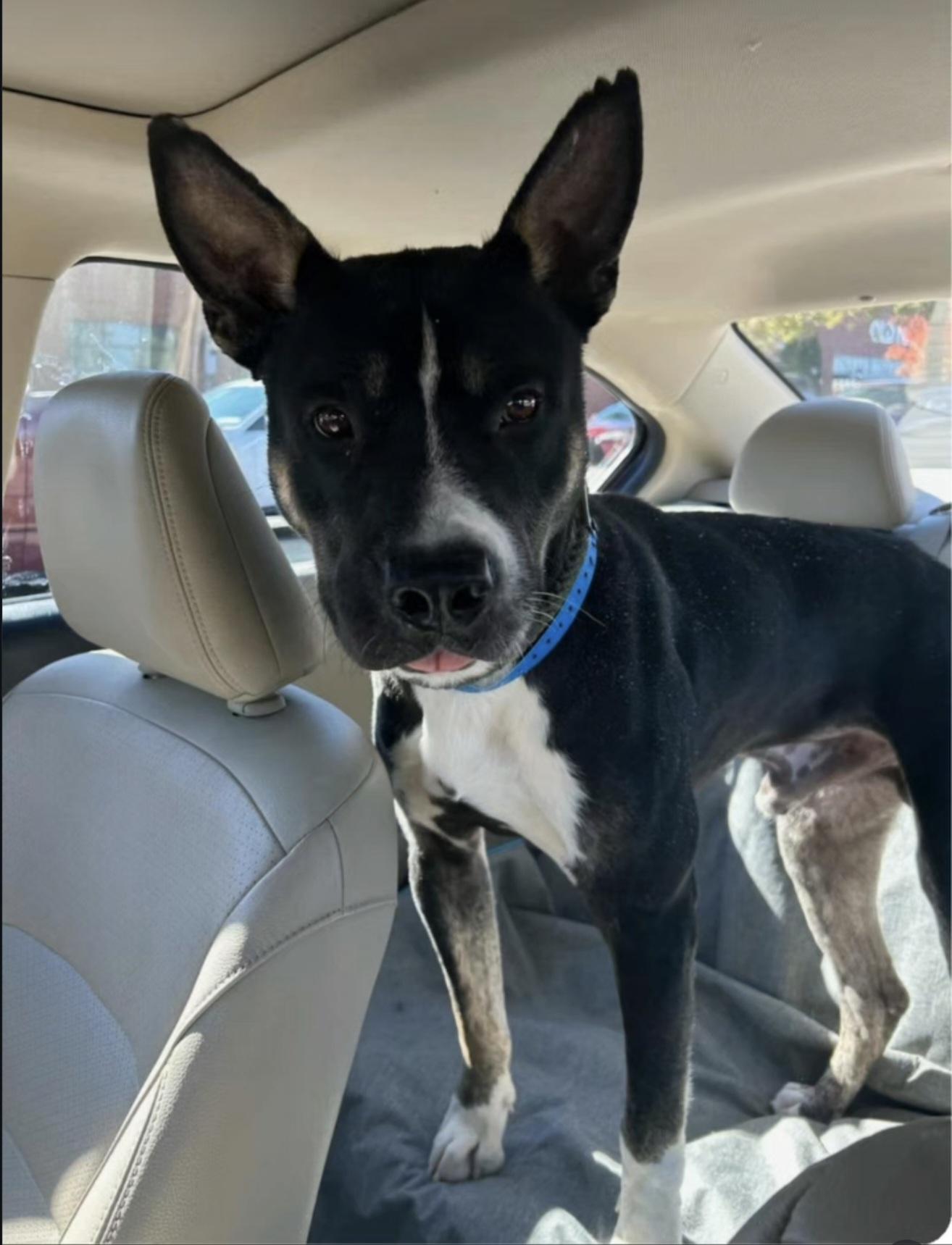 Enlarge Ripley, a ADOPTABLE mixed breed in Nashville, TN image 3/5