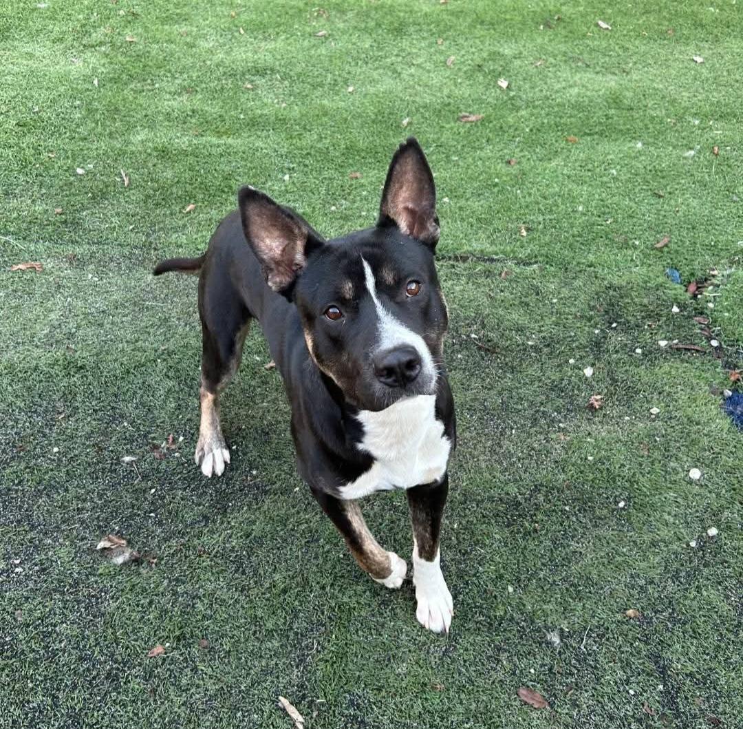 Enlarge Ripley, a ADOPTABLE mixed breed in Nashville, TN image 4/5