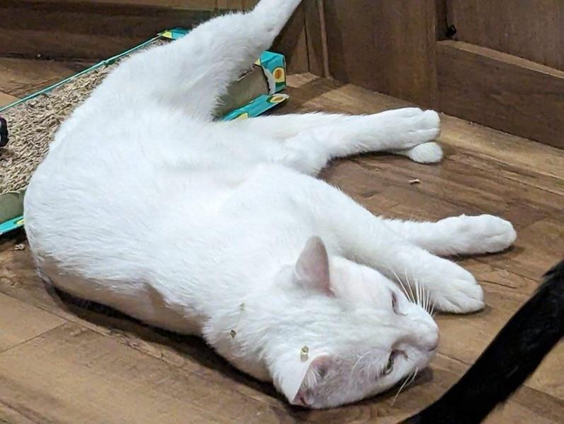 Snow - Kuykendahl Petsmart