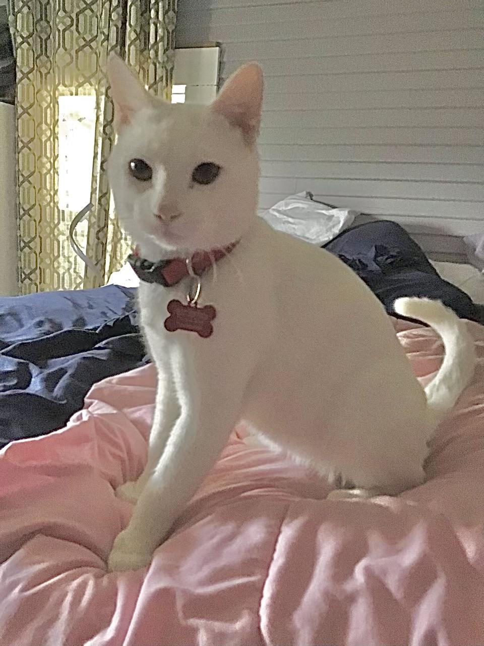 Snow - Kuykendahl Petsmart