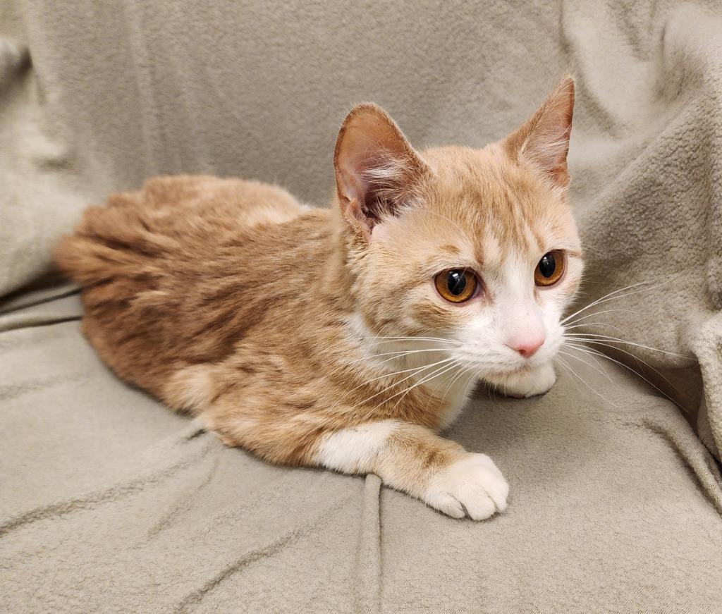 Enlarge Scar, a Adoptable mixed breed in Superior, WI image 1/1