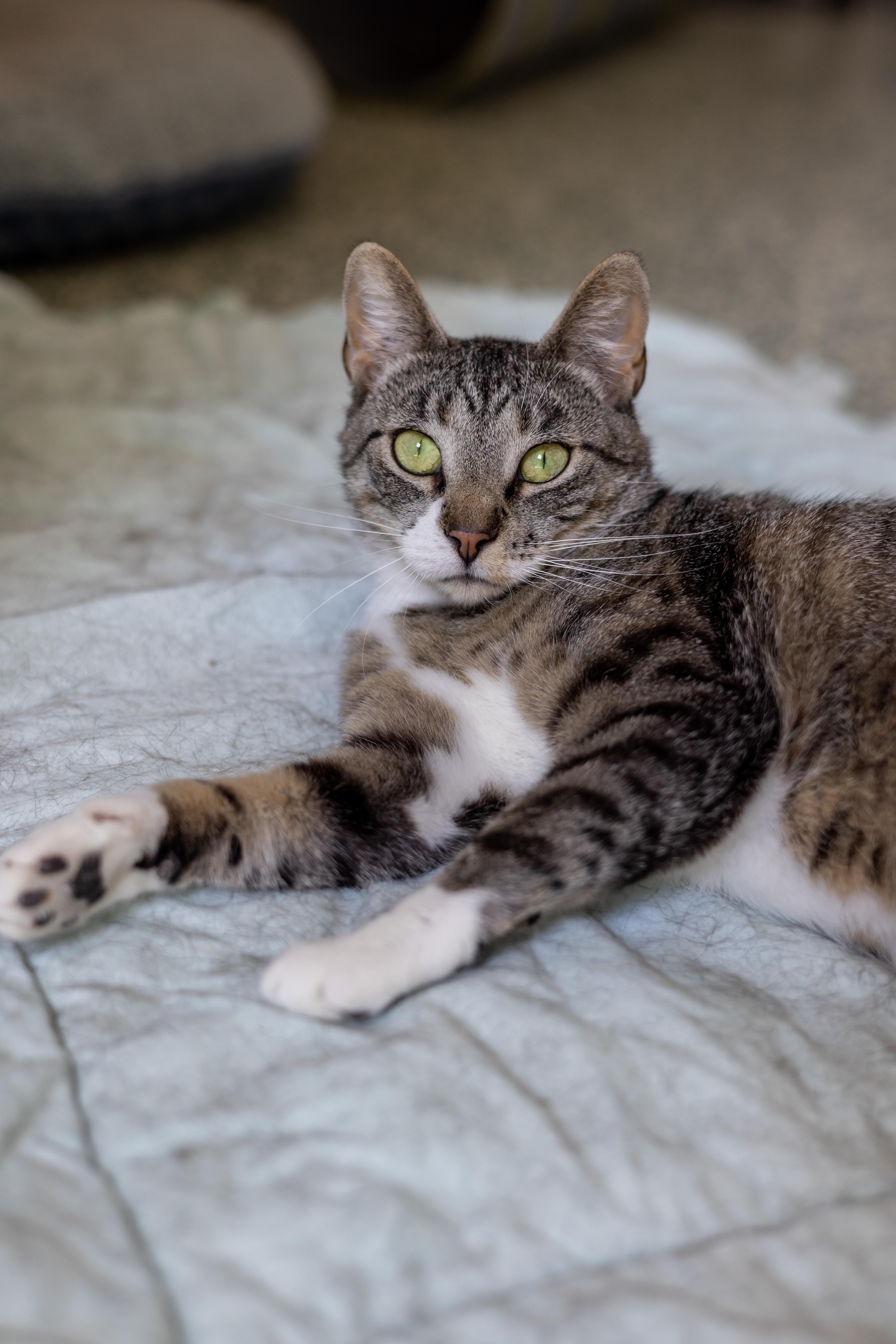 Sybil, an adoptable Domestic Short Hair in Richland Center, WI, 53581 | Photo Image 1
