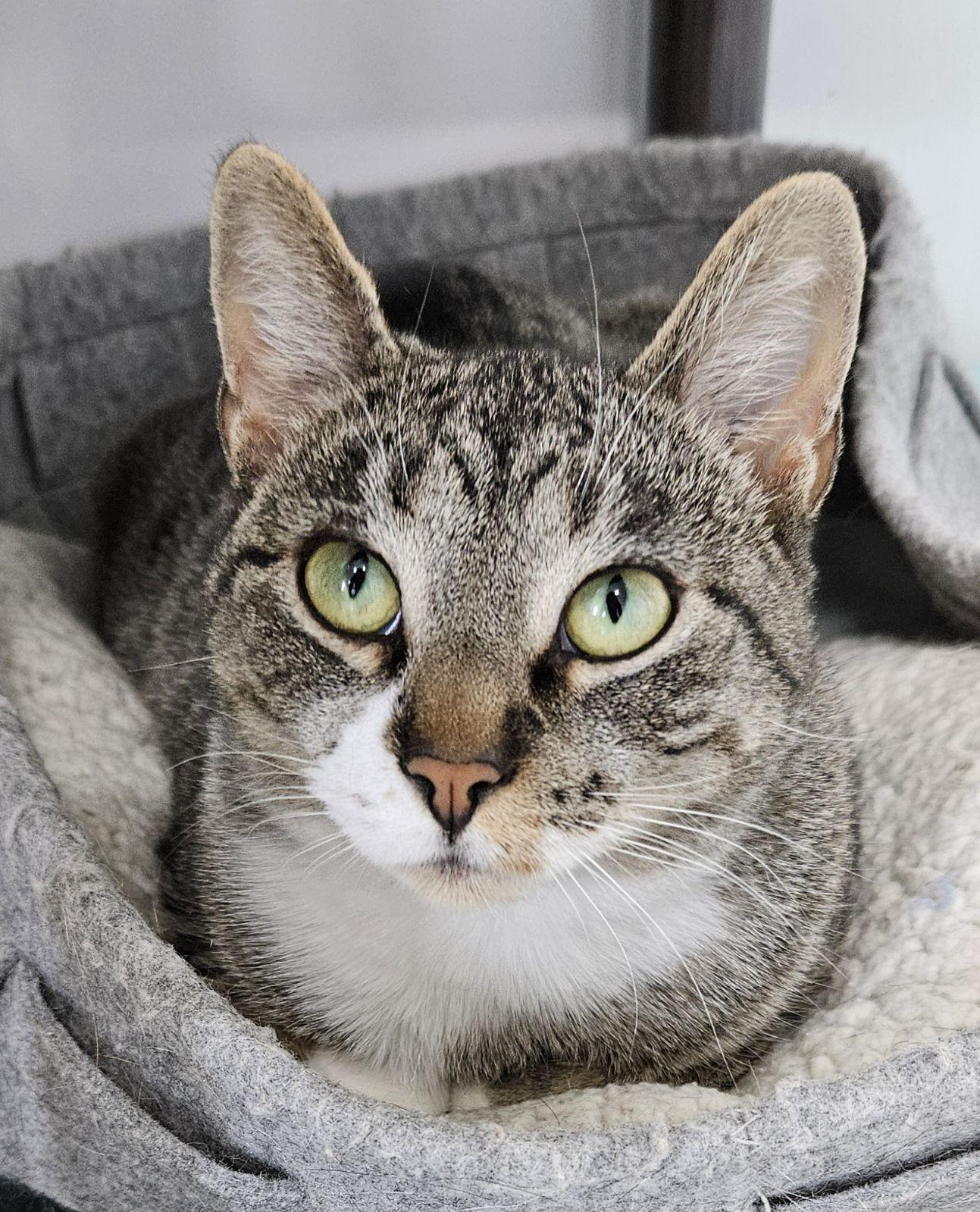 Sybil, an adoptable Domestic Short Hair in Richland Center, WI, 53581 | Photo Image 2