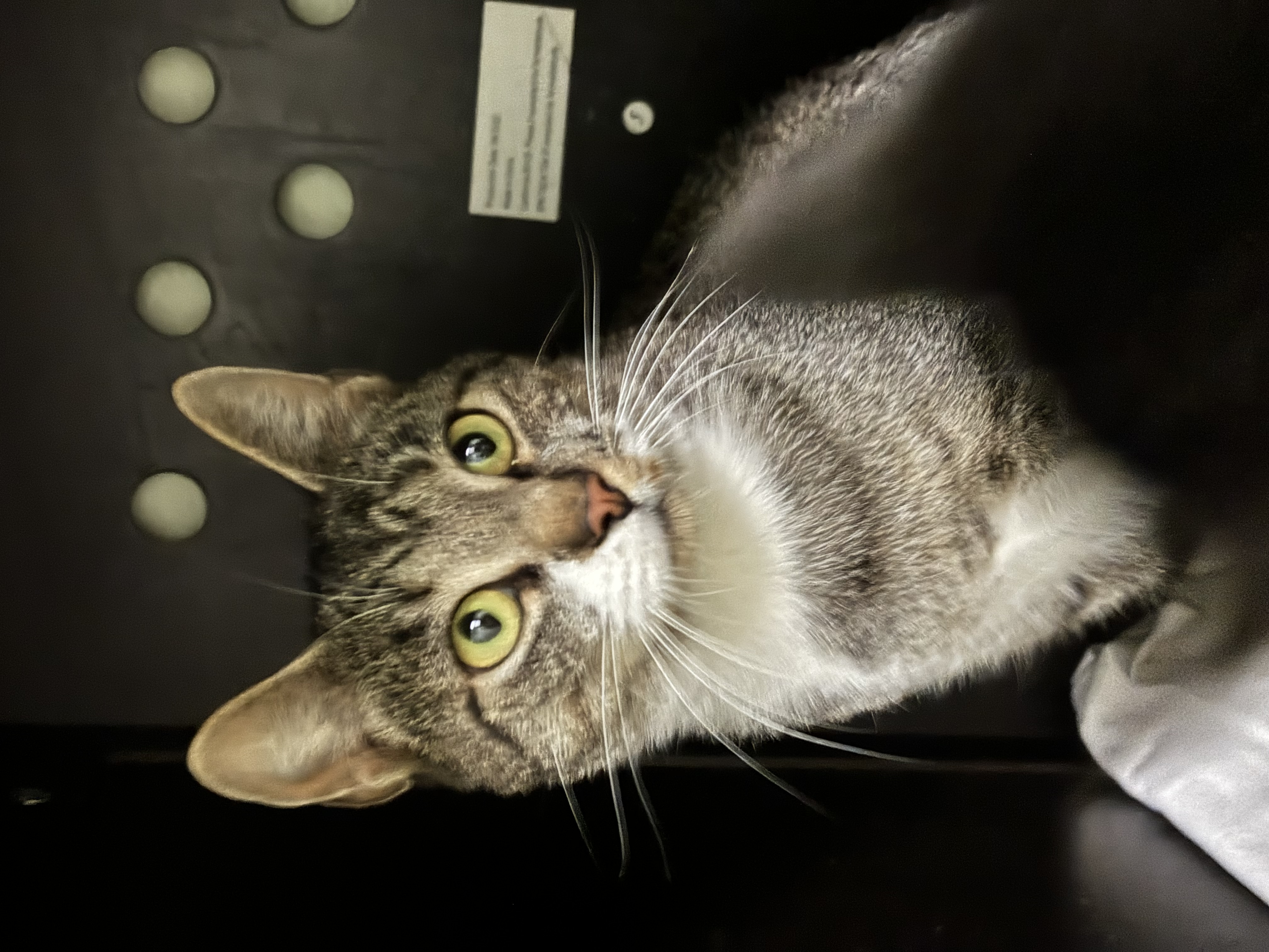 Sybil, an adoptable Domestic Short Hair in Richland Center, WI, 53581 | Photo Image 3