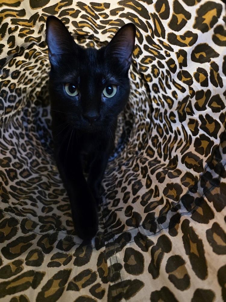 Abaracabra (Abbi) — thumbnail 3