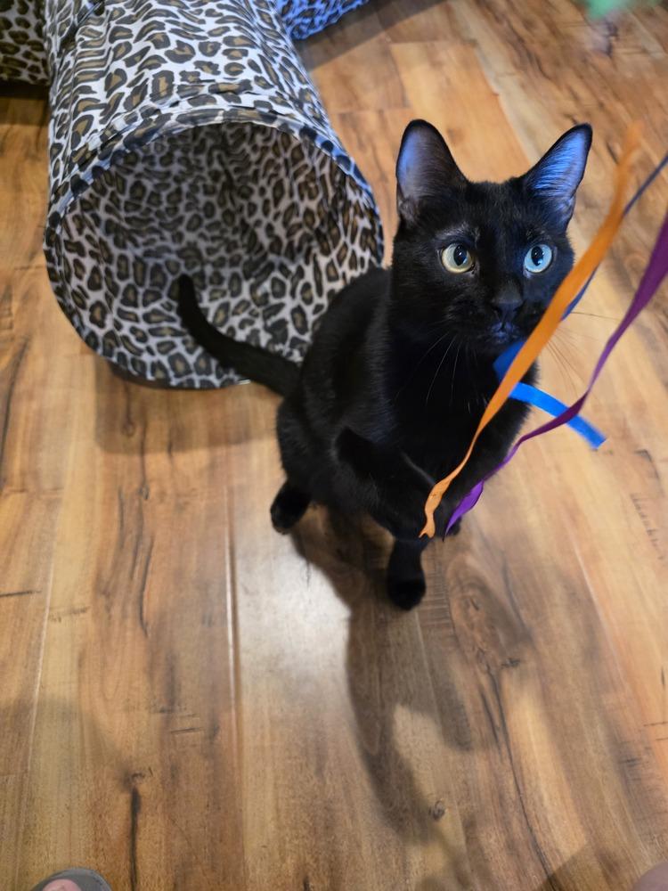 Abaracabra (Abbi) — thumbnail 4