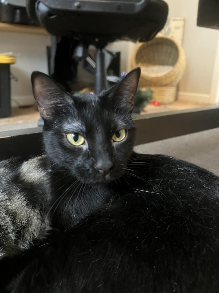 Abaracabra (Abbi) — thumbnail 5