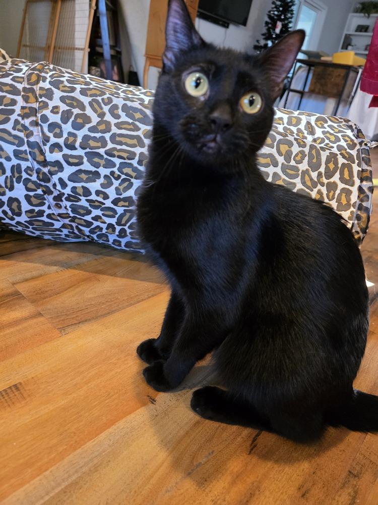 Abaracabra (Abbi) — thumbnail 6