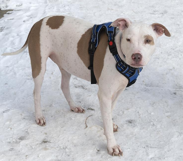 Enlarge Hank, a ADOPTABLE American Bully in Chicago, IL image 3/6