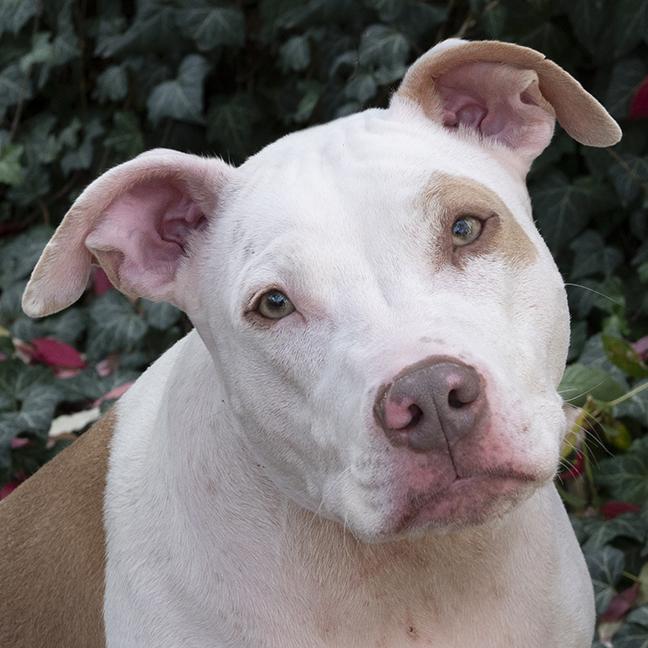 Hank, ADOPTABLE, Adult Male American Bully.