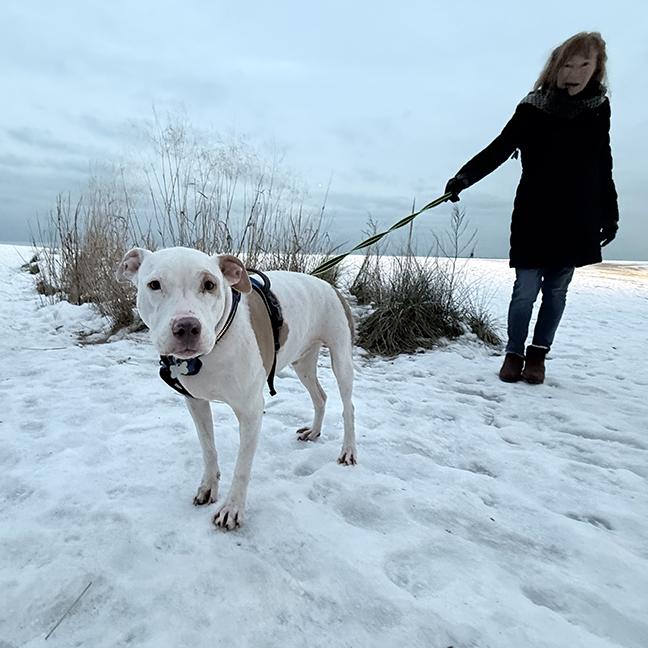 Enlarge Hank, a ADOPTABLE American Bully in Chicago, IL image 4/6