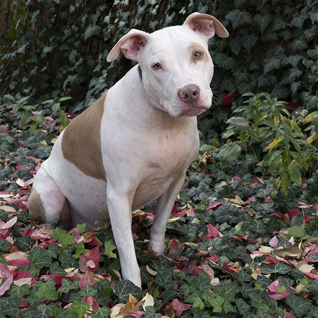 Enlarge Hank, a ADOPTABLE American Bully in Chicago, IL image 5/6