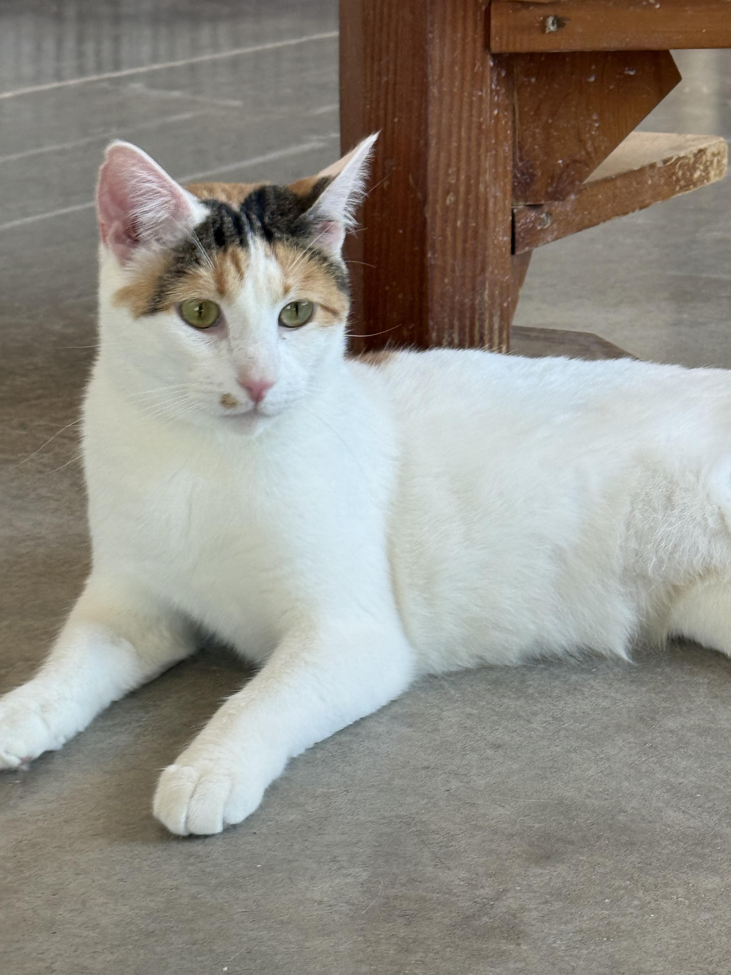 Enlarge Crinkle, a Adoptable Domestic Short Hair in Auburn, NE image 5/5