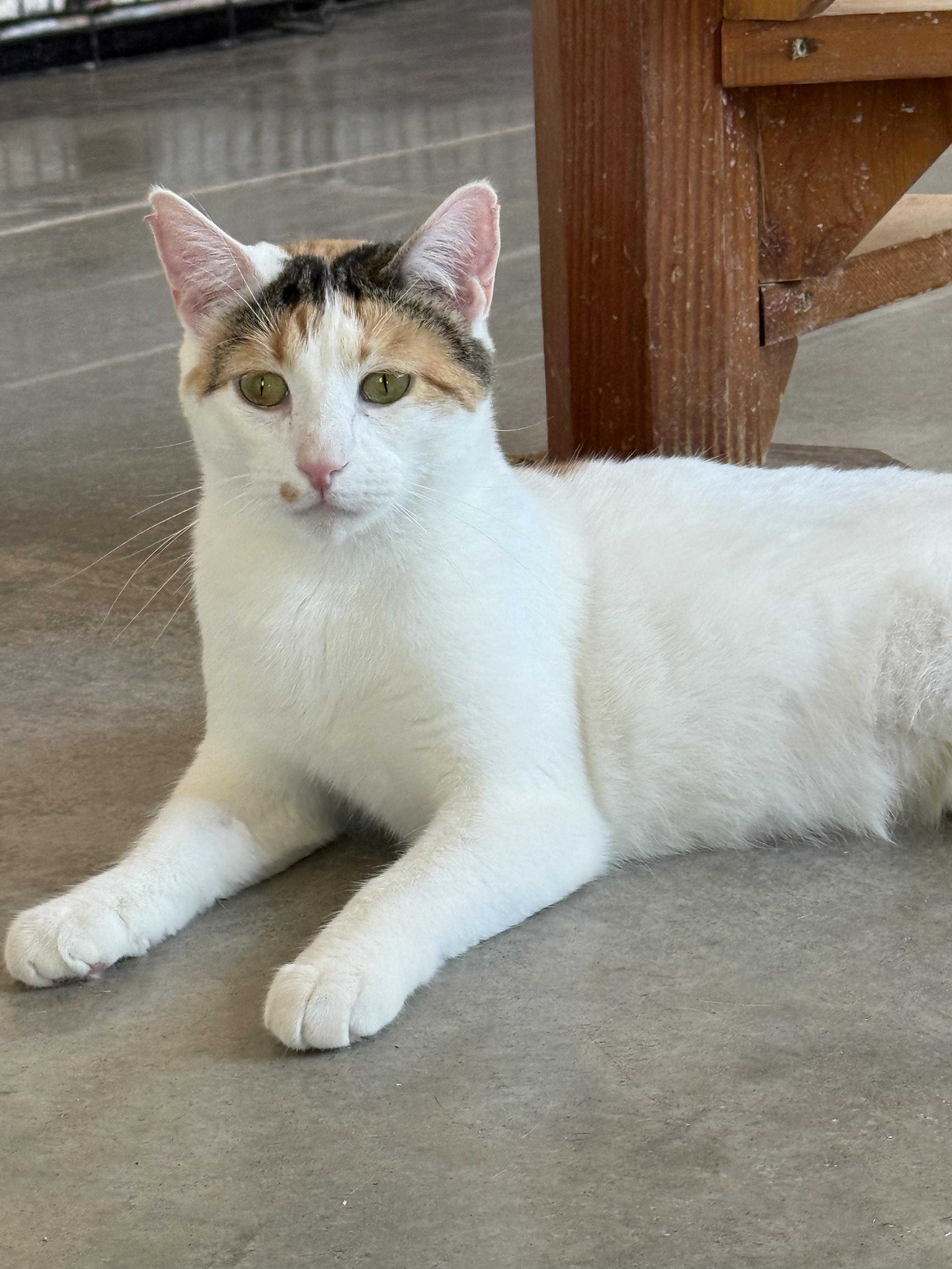 Enlarge Crinkle, a Adoptable Domestic Short Hair in Auburn, NE image 2/5