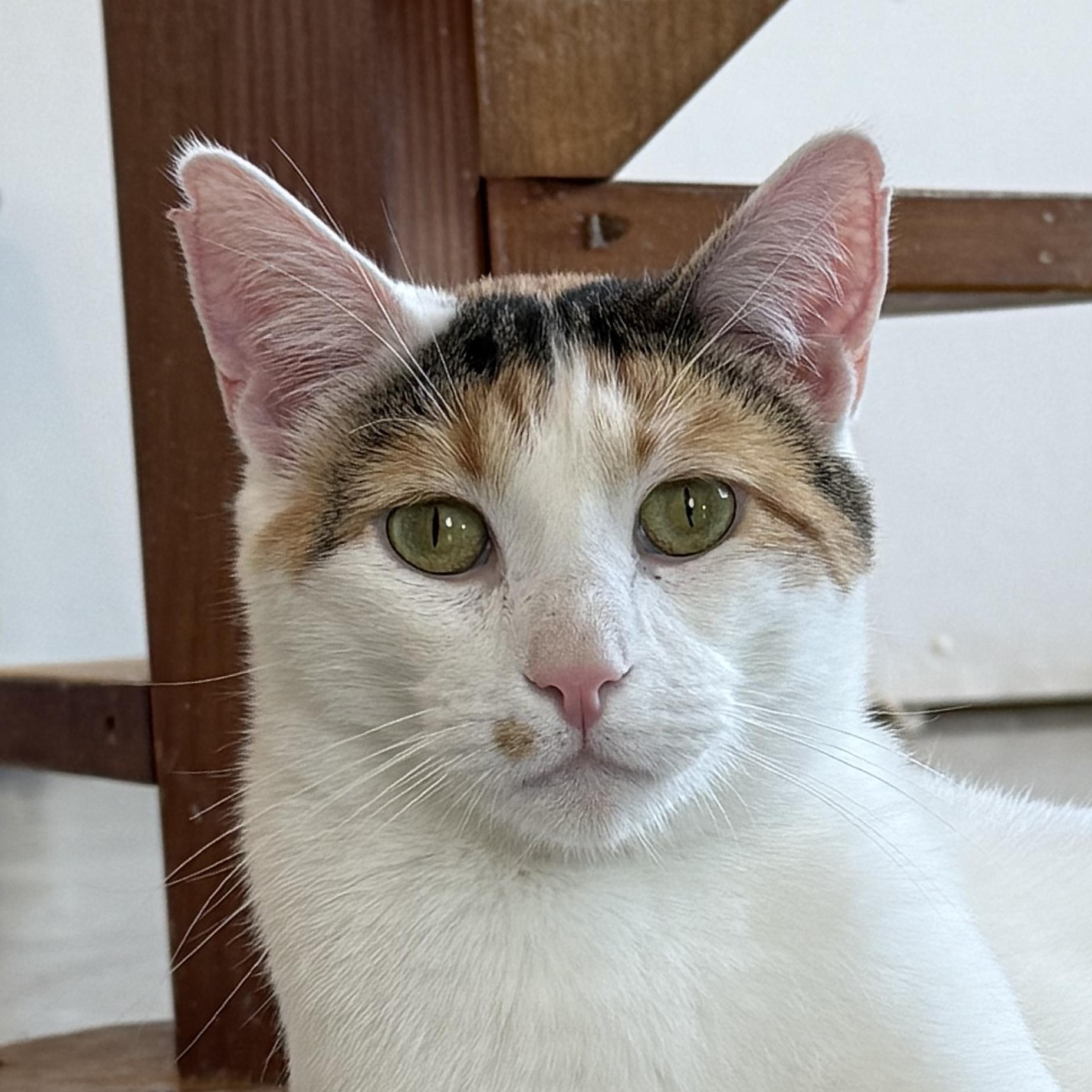 Crinkle, ADOPTABLE, Adult Female Domestic Short Hair.