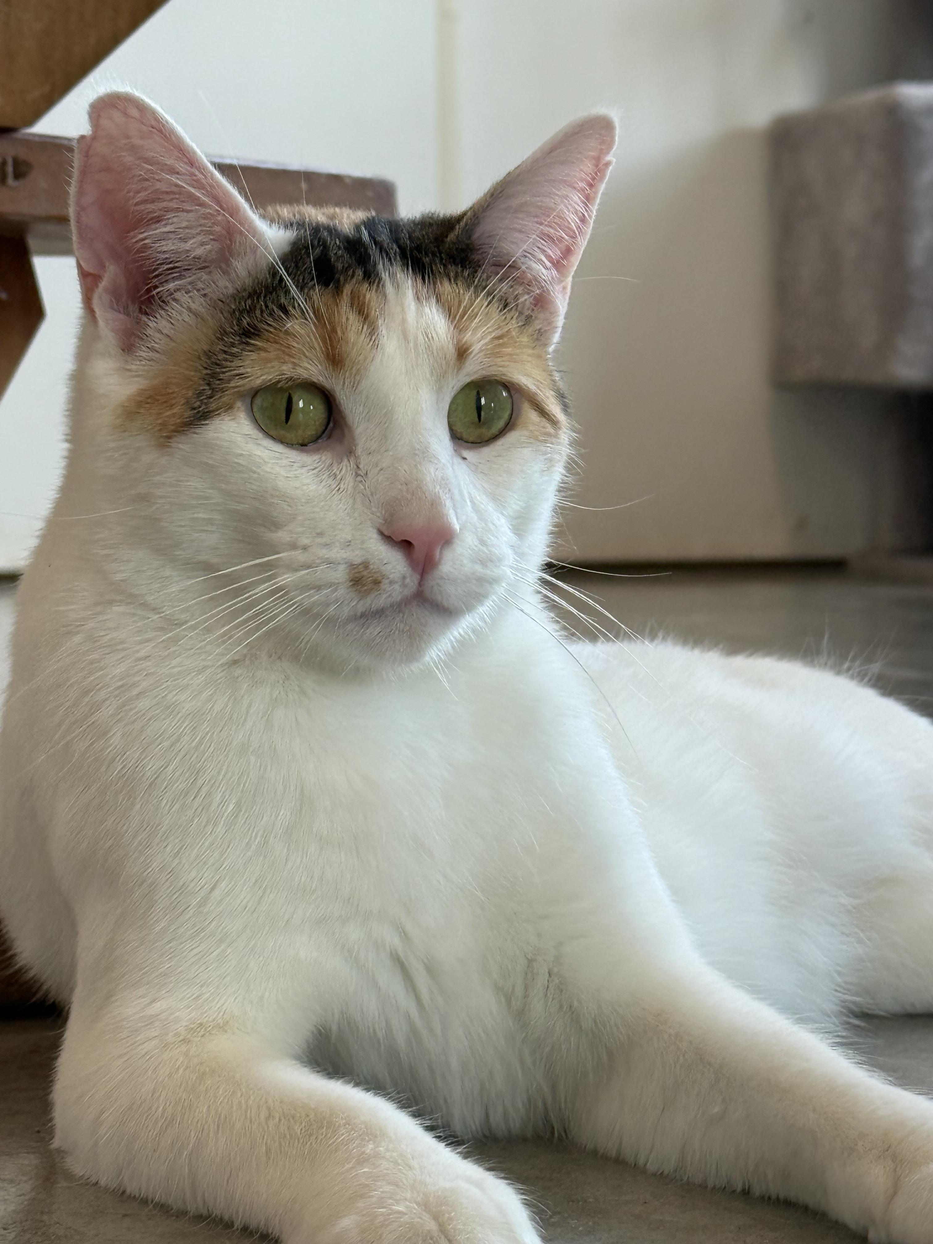 Enlarge Crinkle, a Adoptable Domestic Short Hair in Auburn, NE image 4/5