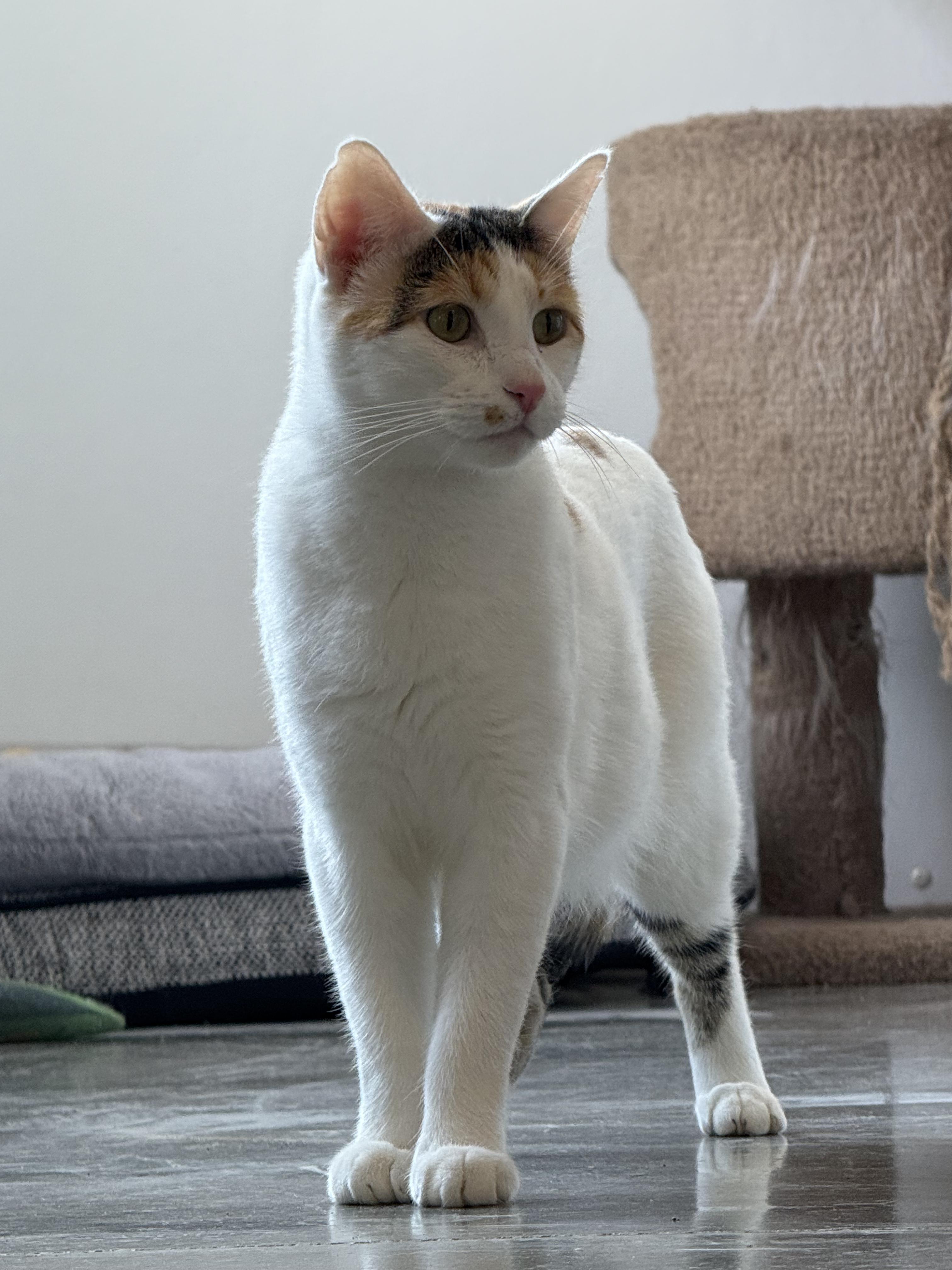Enlarge Crinkle, a Adoptable Domestic Short Hair in Auburn, NE image 3/5