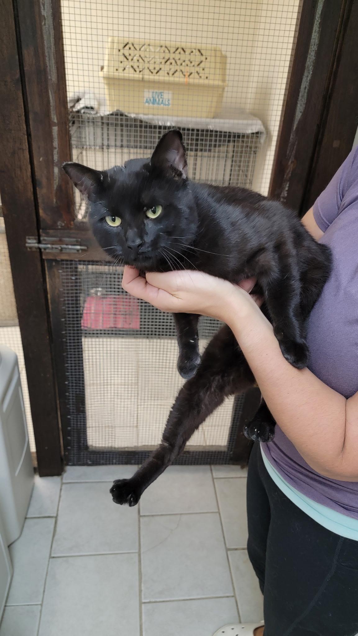 Enlarge Mystery, an adopted American Shorthair in Medford, MA image 2/2