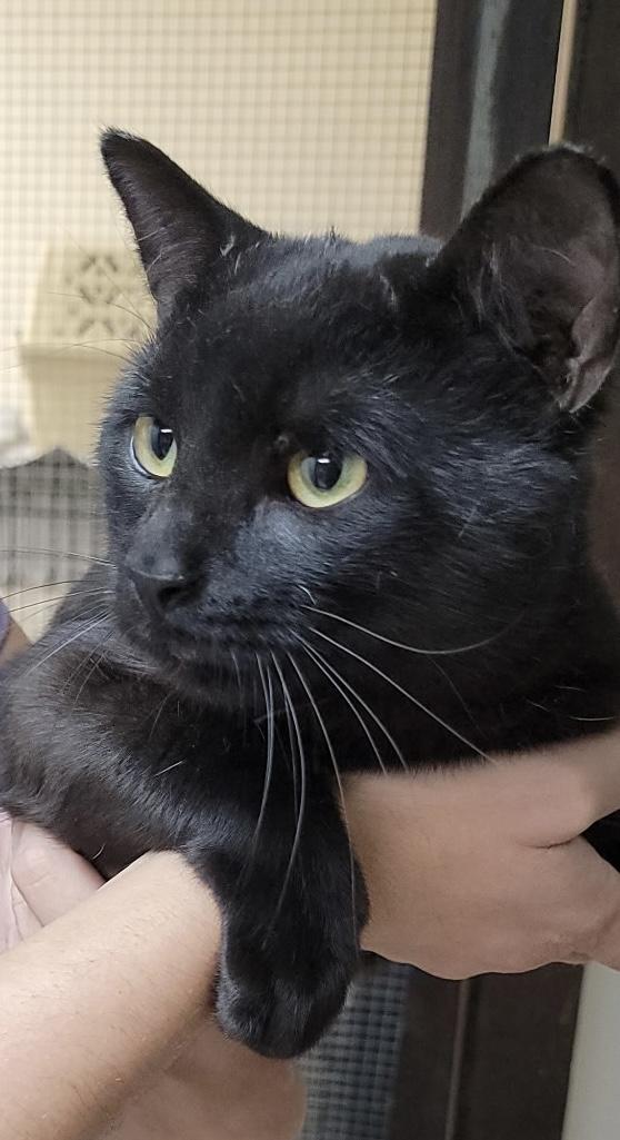Enlarge Mystery, an adopted American Shorthair in Medford, MA image 1/2