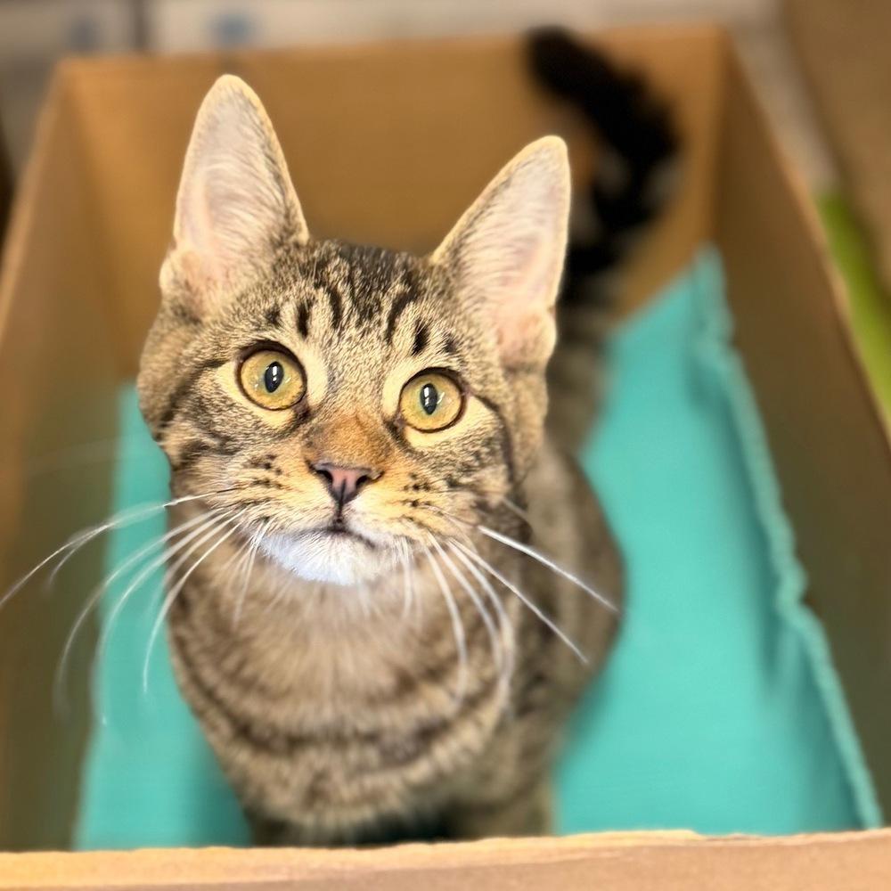 Larry, Adoptable, Kitten Male Domestic Short Hair.