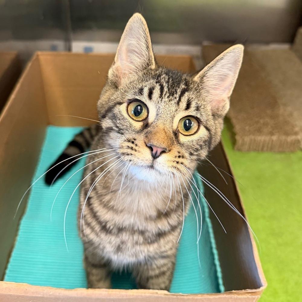 Enlarge Larry, a Adoptable mixed breed in Columbus, OH image 2/5