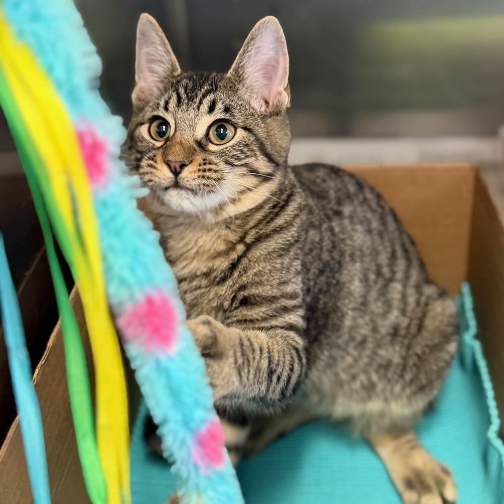Enlarge Larry, a Adoptable mixed breed in Columbus, OH image 3/5