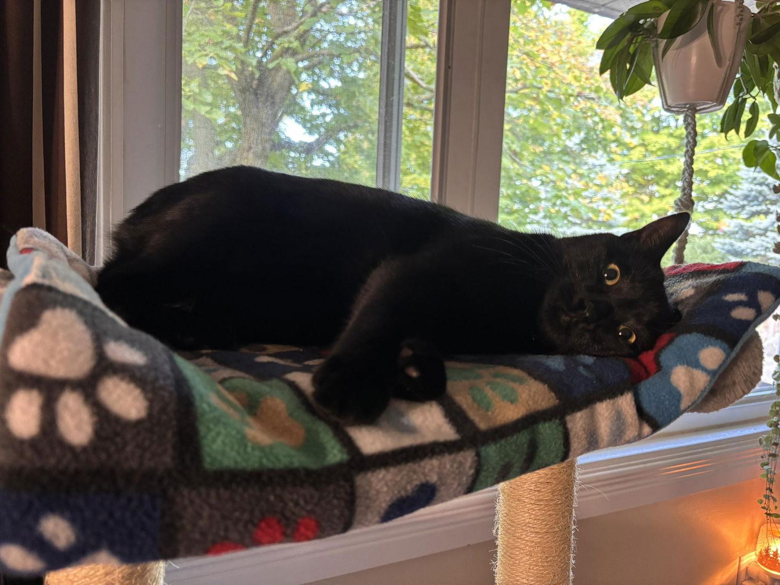 Enlarge Sky, a Adoptable Domestic Short Hair in Orleans, ON image 2/3