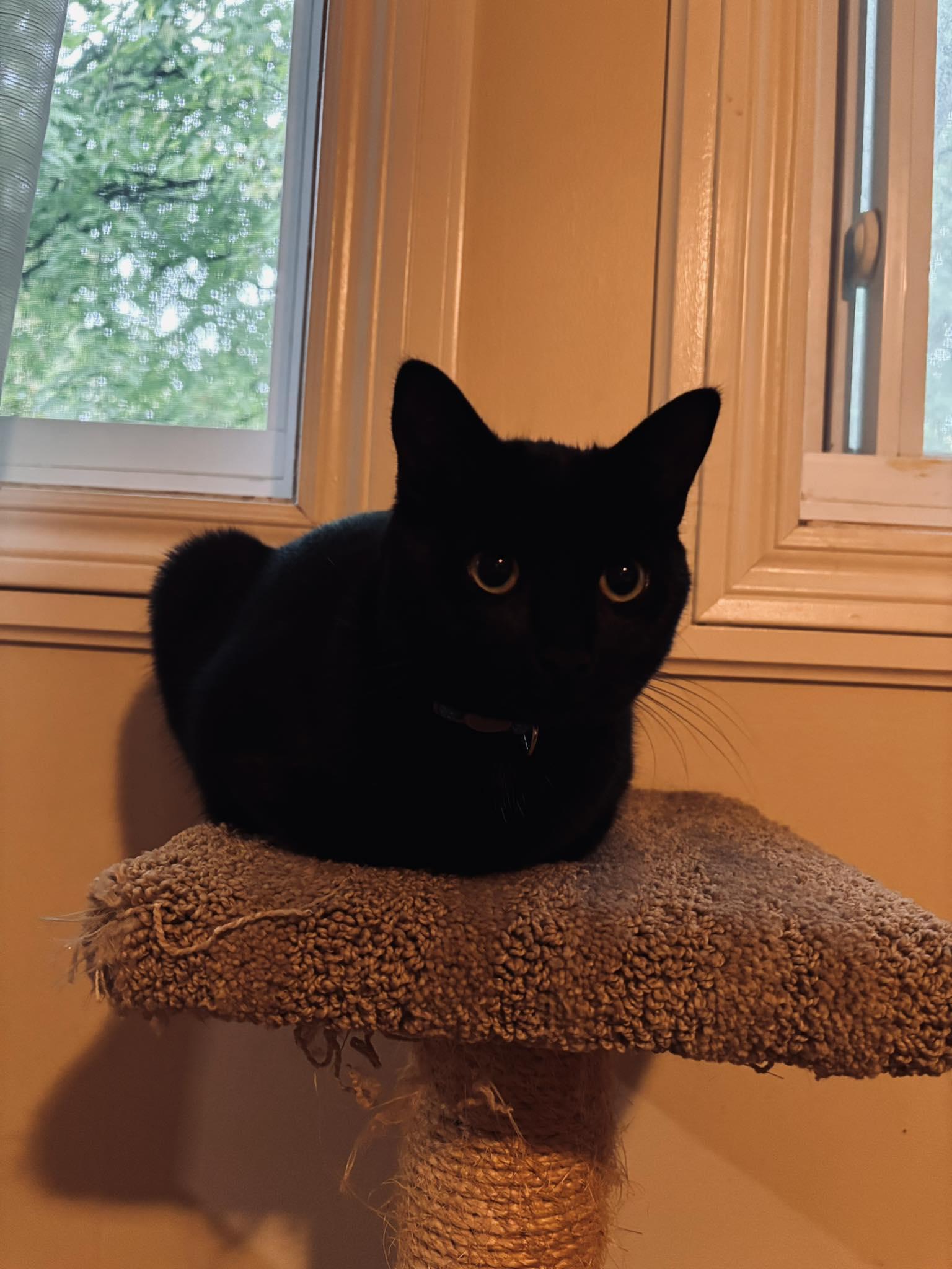 Enlarge Sky, a Adoptable Domestic Short Hair in Orleans, ON image 3/3