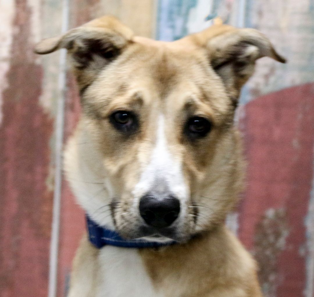 Les, an adoptable mixed breed in Casa Grande, AZ image 1/4