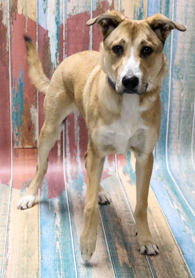 Les, an adoptable mixed breed in Casa Grande, AZ image 2/4
