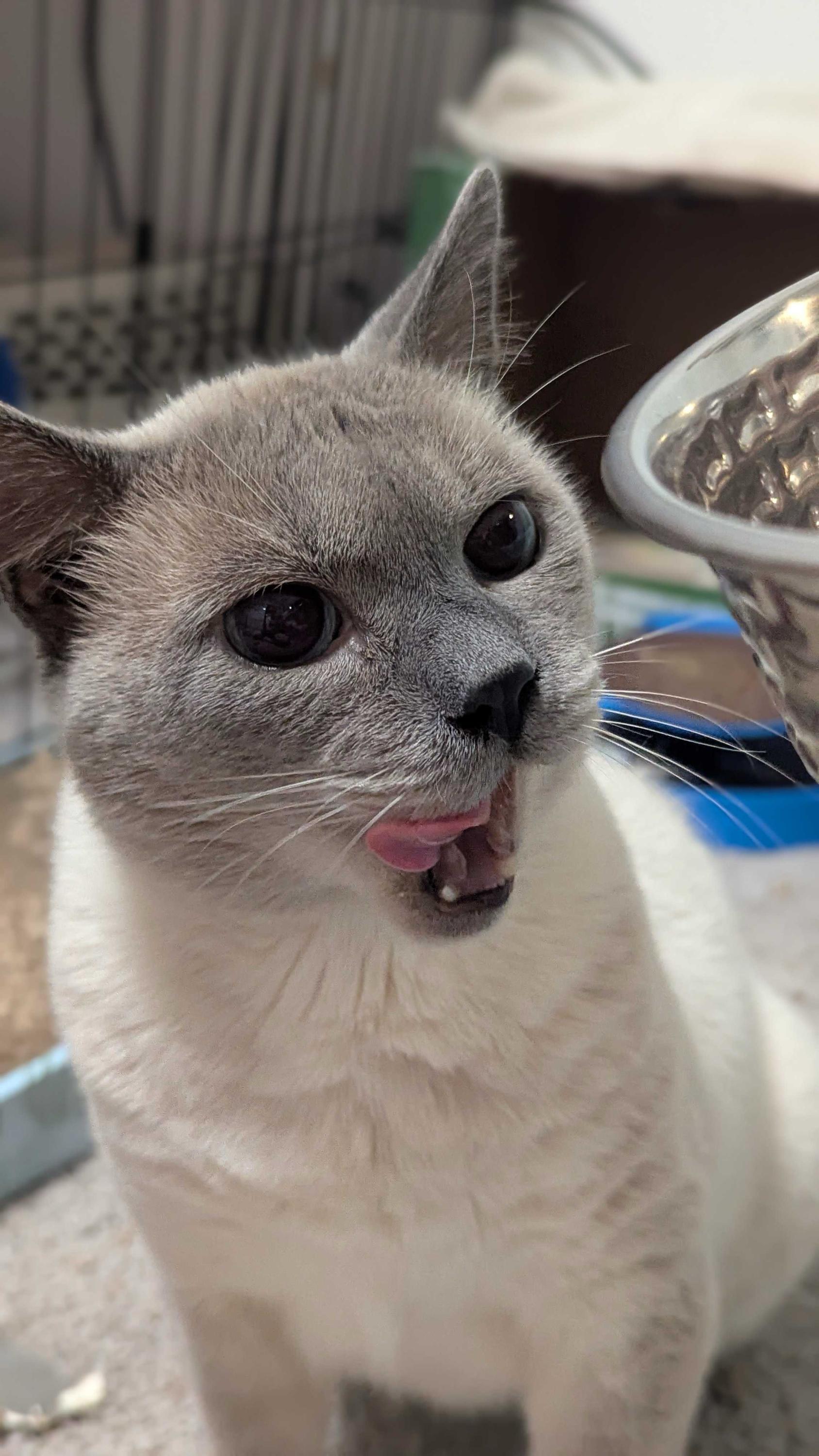 Enlarge QBert, a Adoptable Domestic Short Hair in Seattle, WA image 3/6