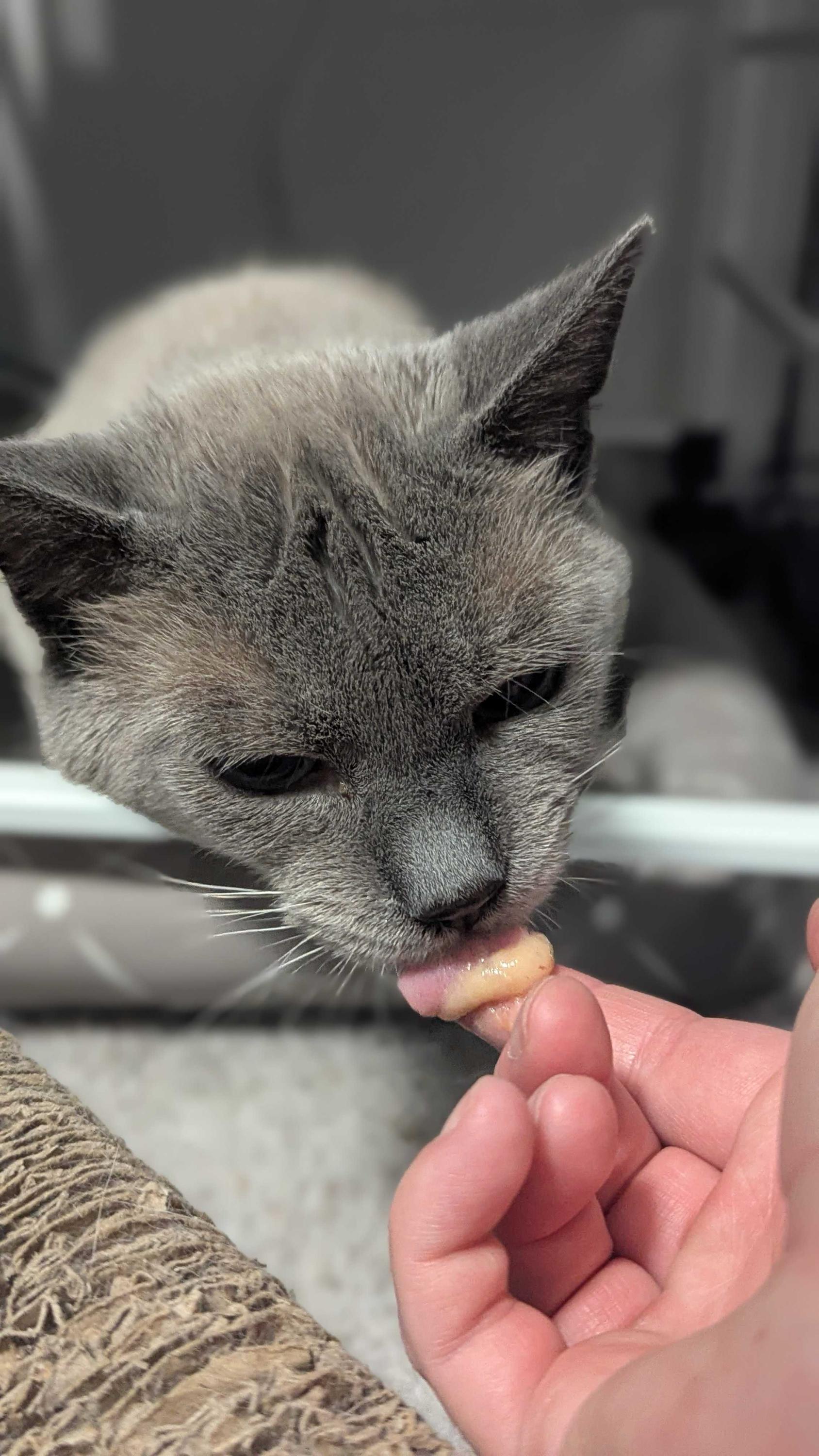 Enlarge QBert, a Adoptable Domestic Short Hair in Seattle, WA image 5/6