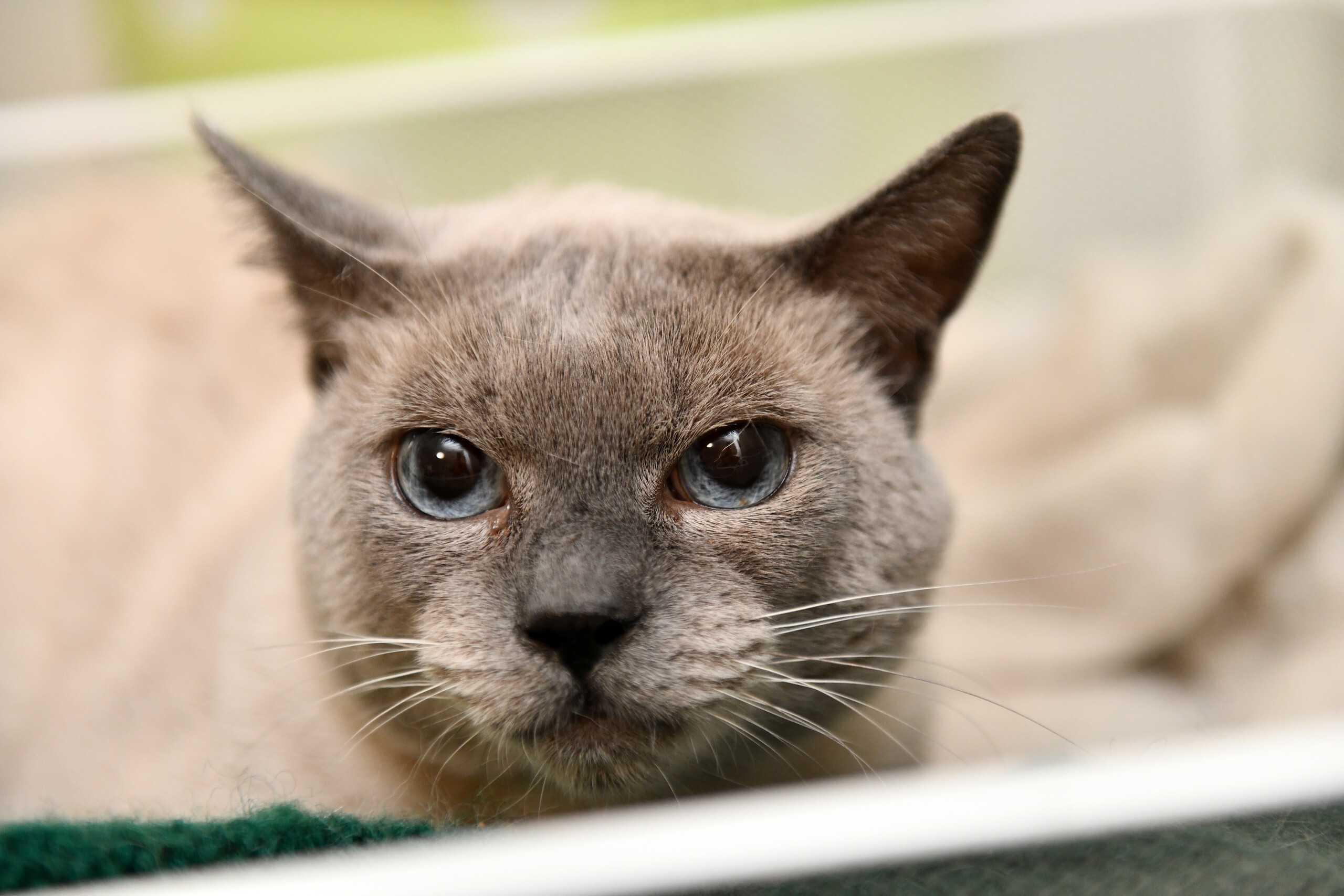 Enlarge QBert, a Adoptable Domestic Short Hair in Seattle, WA image 4/6