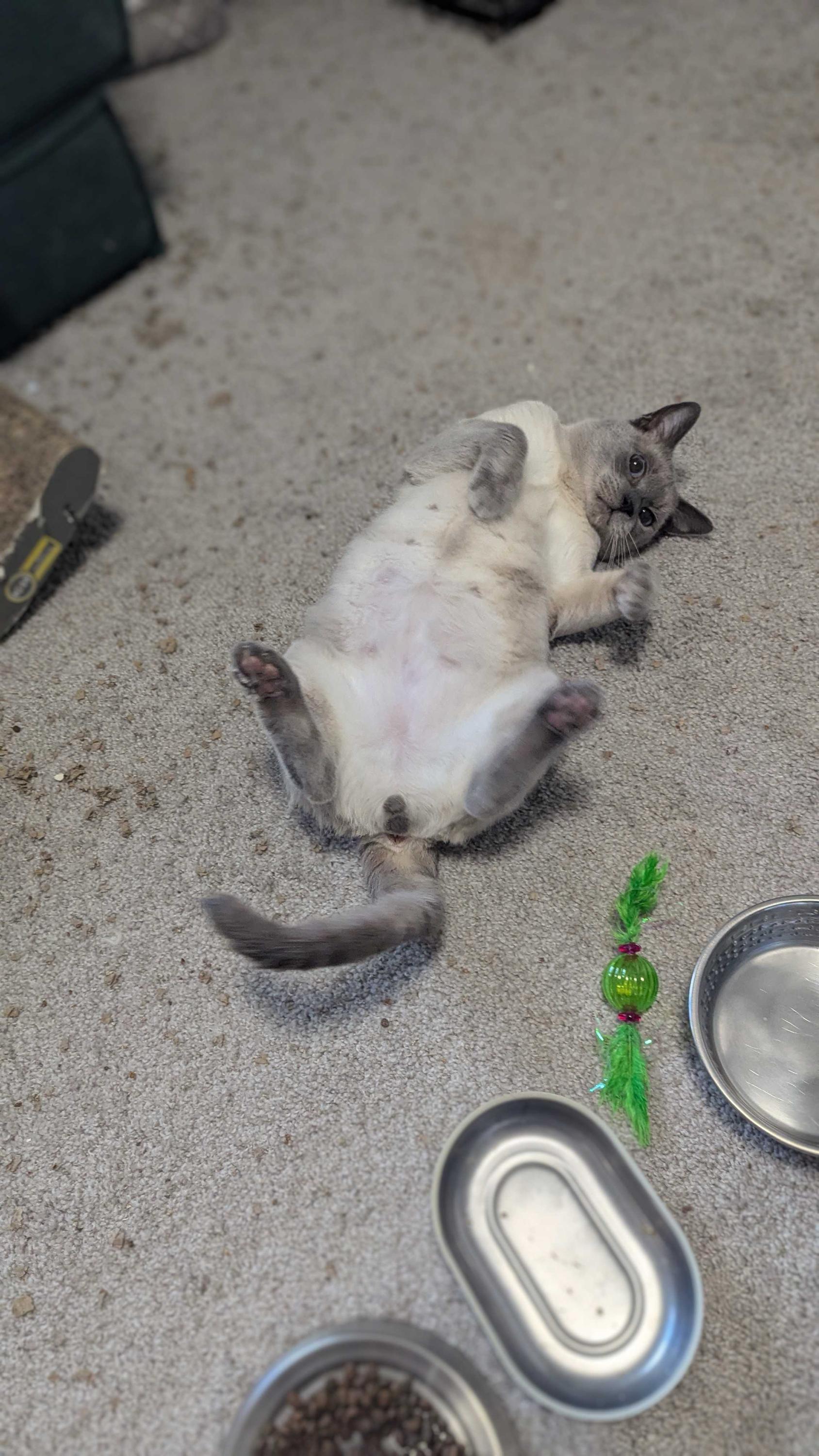 Enlarge QBert, a Adoptable Domestic Short Hair in Seattle, WA image 6/6