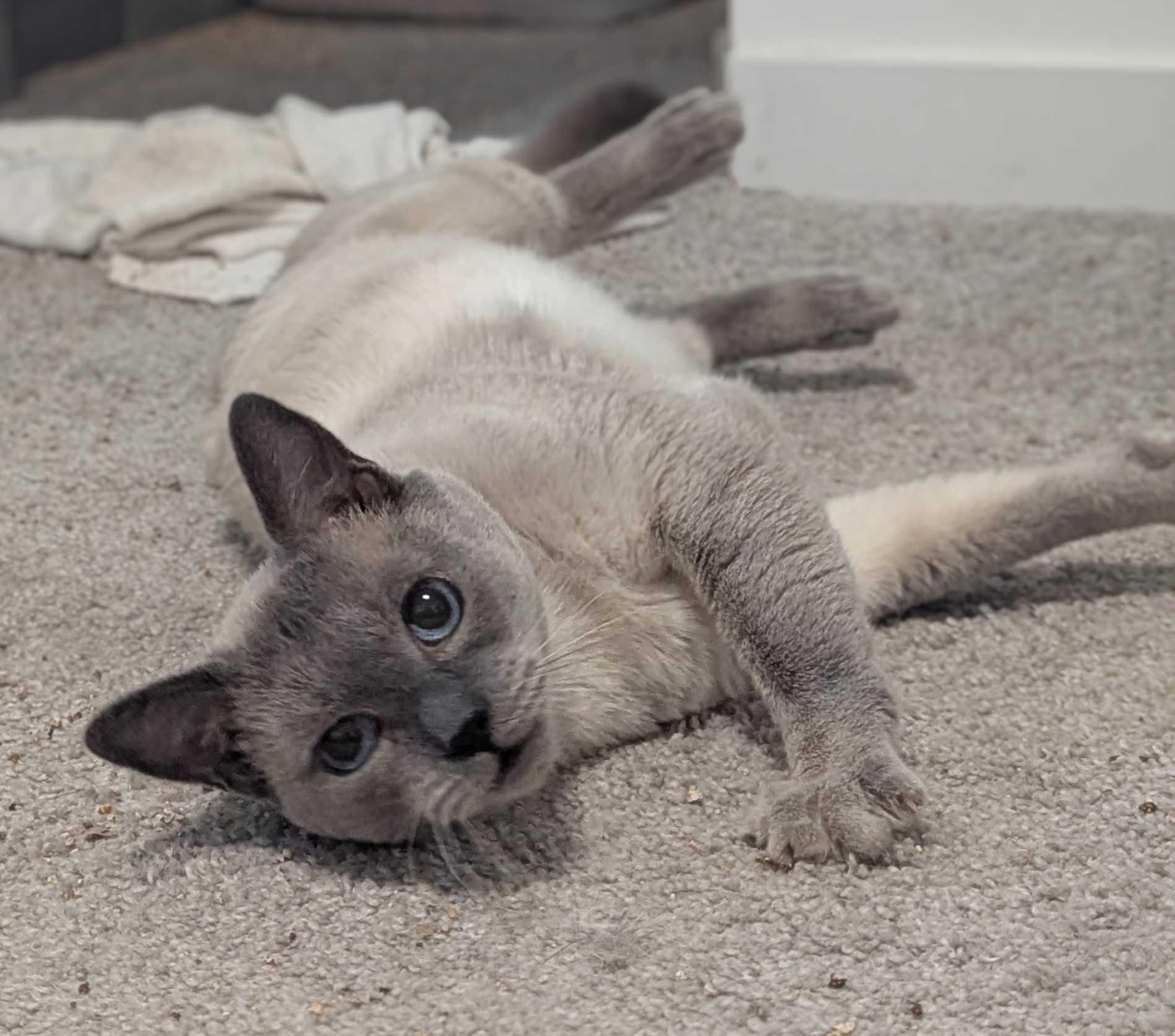 Enlarge QBert, a Adoptable Domestic Short Hair in Seattle, WA image 2/6