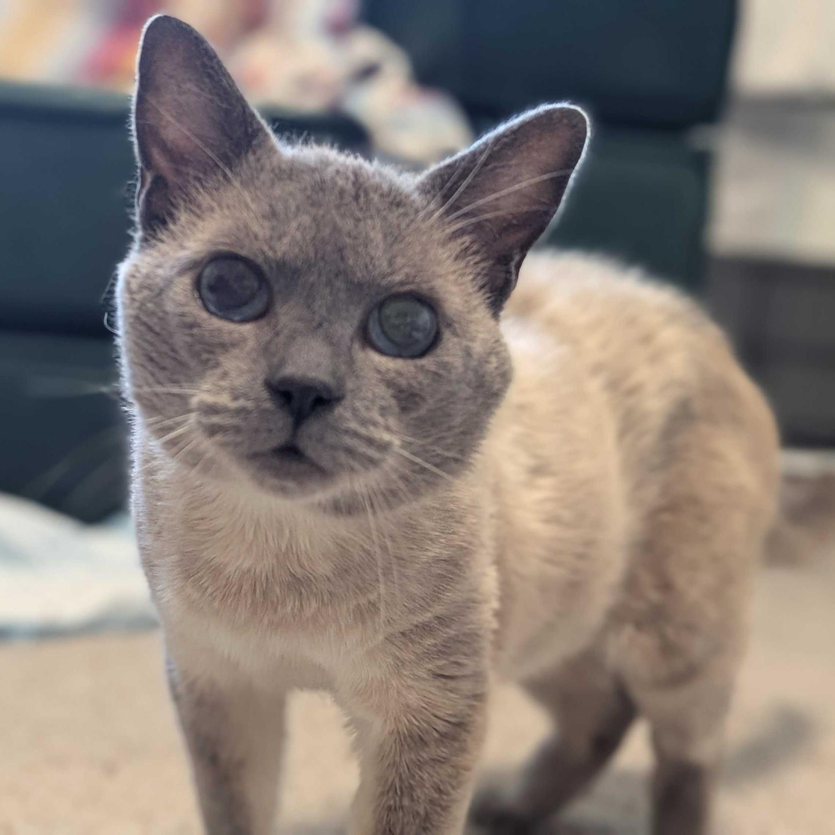 Enlarge QBert, a Adoptable Domestic Short Hair in Seattle, WA image 1/6