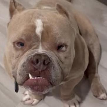 Ralph, ADOPTABLE, Adult Male American Bully.