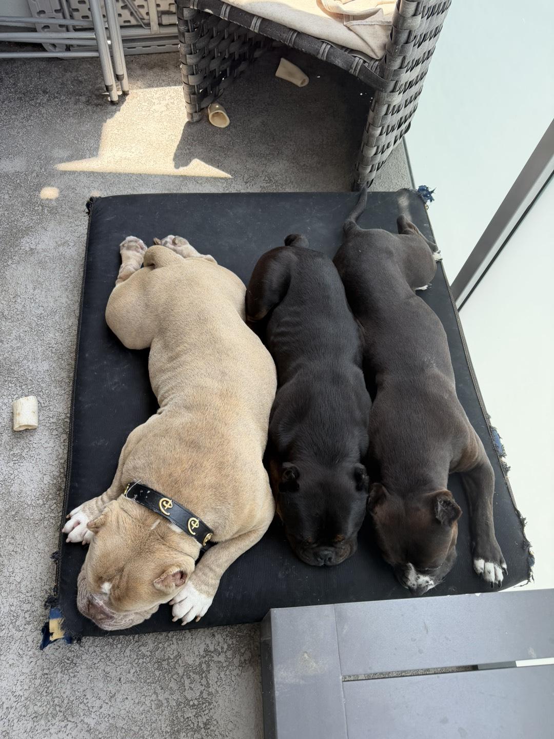 Ralph, a ADOPTABLE American Bully in Riverside, CA image 2/3
