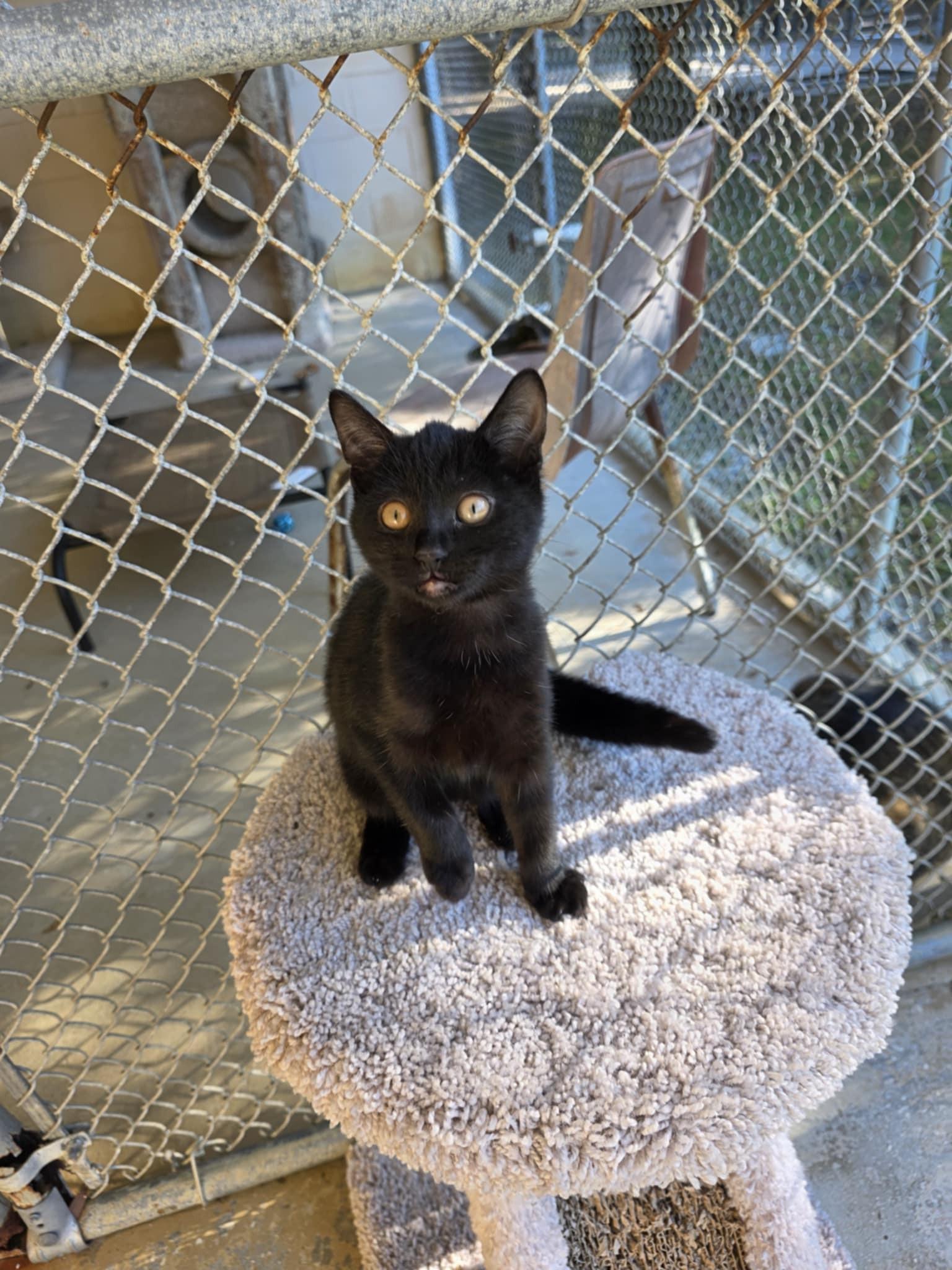 Enlarge Fizzy, a ADOPTABLE Domestic Short Hair in Umatilla, FL image 2/2