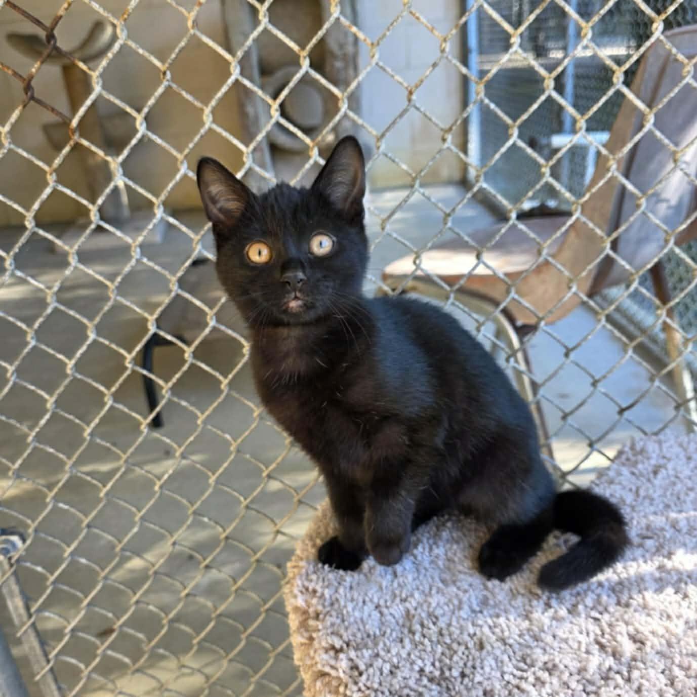 Enlarge Fizzy, a ADOPTABLE Domestic Short Hair in Umatilla, FL image 1/2