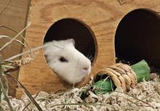 Merrick, adopted, Adult Male Guinea Pig.