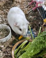 Enlarge Merrick, an adopted Guinea Pig in Utica, NY image 2/6