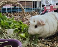 Enlarge Merrick, an adopted Guinea Pig in Utica, NY image 3/6